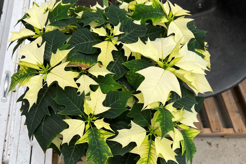 Poinsettias
