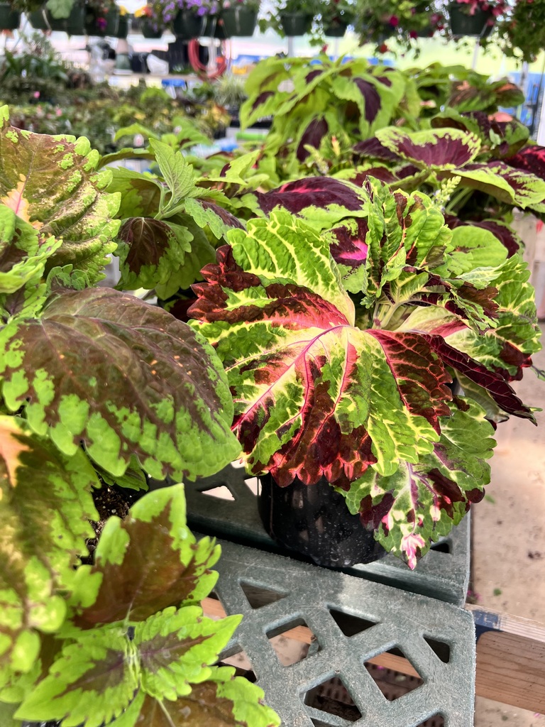 FFA Plant Sale